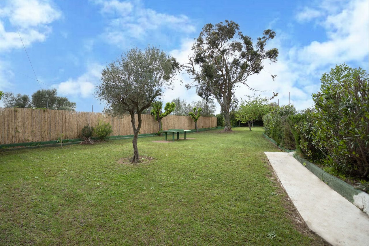 Jardín con olivos